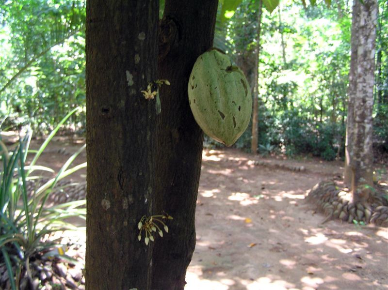 Kakao - na kakaovníku jsou stále poupata, květy i plody. Boby jsou tak podivně přilepené ke kmeni, až jsem si myslela, že provázející mnich je nainstaloval pro turisty. * Cocoa - the cacao has ever buds, flowers and fruits. Pods are so strangely clinging, until I thought the monk has decorative installed for tourists delight.