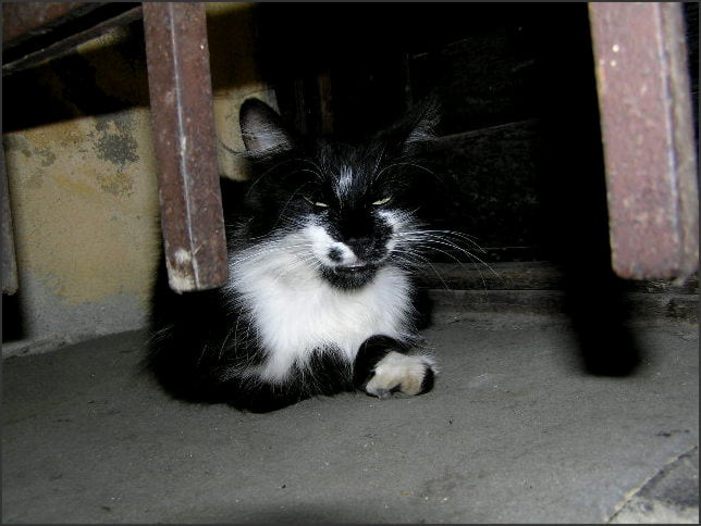 PREJMER - opevněný kostel Hlídá to tady brácha.