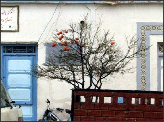 Bitter wood,El Jem, Tunesia