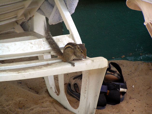 Vykrádačka kabelek.