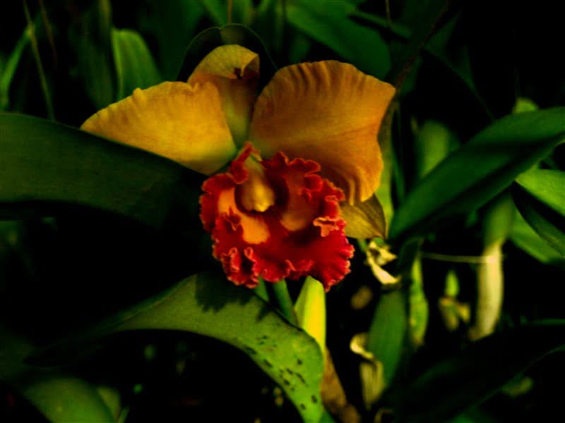 orchid_market_krabi_romana_granatova (52)