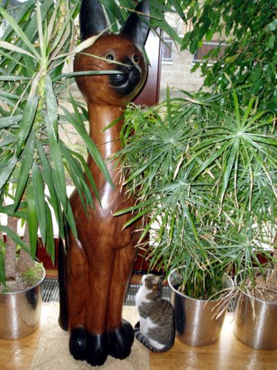 Moje a Myšákova představa pořádné klády dřeva. Frapine, kde je dřevo?