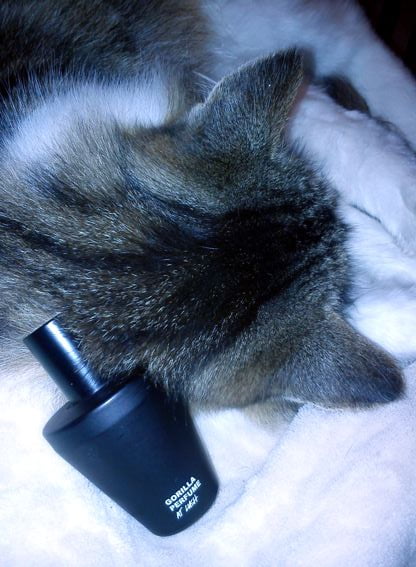 Pro vaše potěšení: favorit Méďa. Píše se mnou.