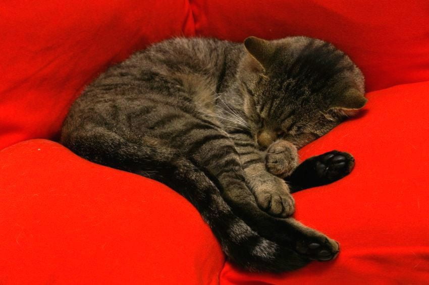 multiple rouge_humiecki_graef_red