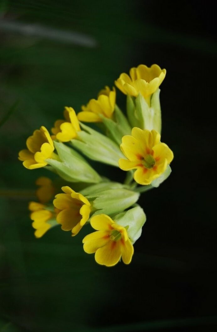 petrklíč prvosenka