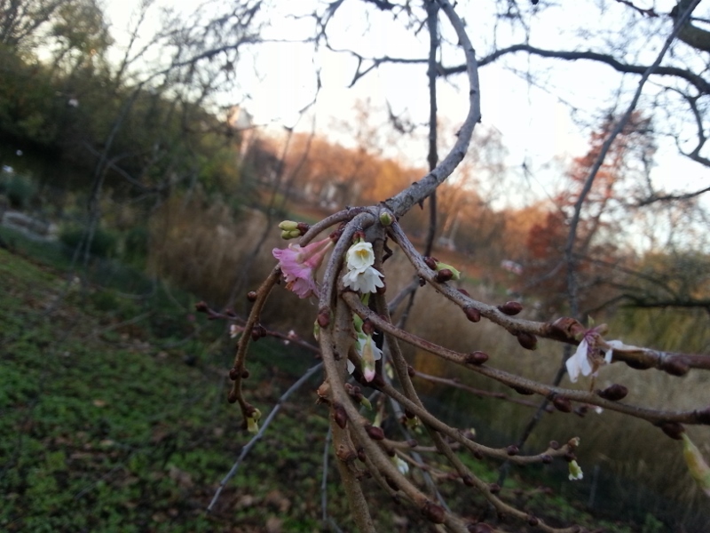 20141206_151444 (800x600)