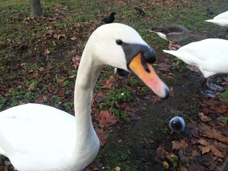 20141206_151952 (800x600)