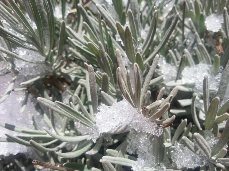 20150214_115544 (800x600)