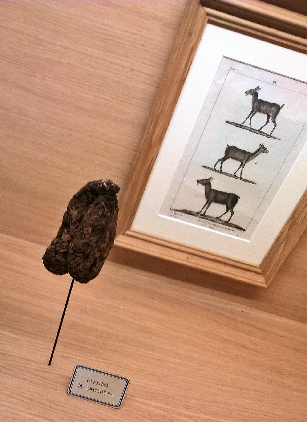 musee fragobard castoreum www.frangipani.cz