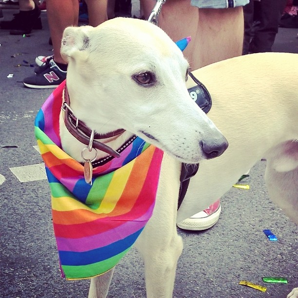 14033678_1750281281925896_1436992245_n1