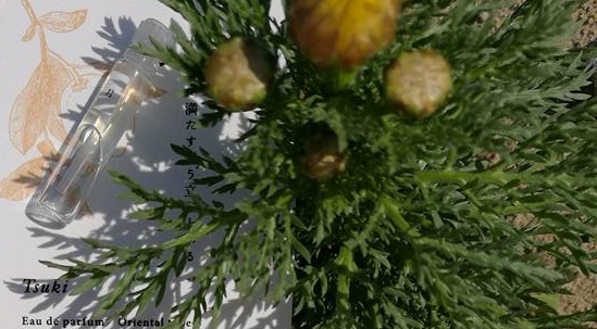 Recenze niche parémů DI SER.